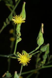 Lactuca canadensis, inflorescence - frontal view of flower