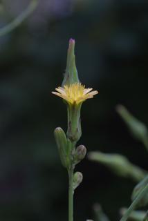 Lactuca canadensis, inflorescence - lateral view of flower