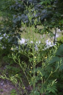 Lactuca canadensis, inflorescence - whole - unspecified