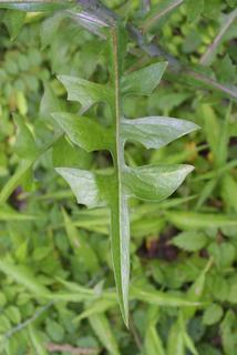 Lactuca canadensis, leaf - basal or on lower stem