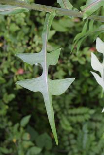 Lactuca canadensis, leaf - on upper stem