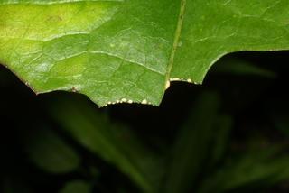 Lactuca canadensis, leaf - unspecified