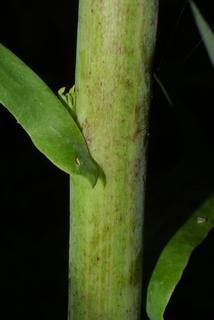 Lactuca canadensis, stem - showing leaf bases