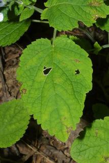 Scutellaria ovata, leaf - basal or on lower stem