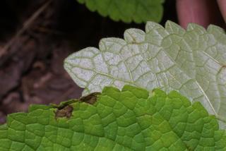 Scutellaria ovata, leaf - margin of upper + lower surface