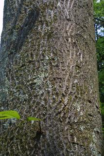 Carya cordiformis, bark - of a large tree