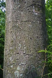 Carya cordiformis, bark - of a large tree