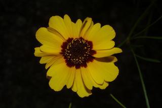 Coreopsis tinctoria, inflorescence - whole - unspecified