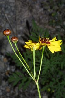 Coreopsis tinctoria, inflorescence - whole - unspecified
