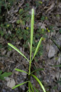 Coreopsis tinctoria, leaf - on upper stem