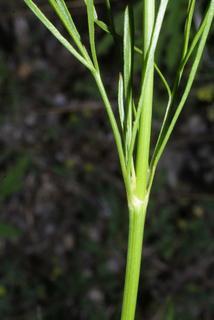 Coreopsis tinctoria, stem - showing leaf bases