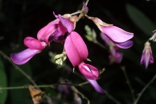 Lespedeza bicolor, inflorescence - lateral view of flower