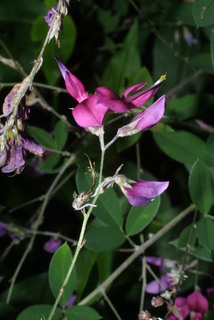 Lespedeza bicolor, inflorescence - whole - unspecified