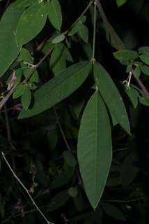 Lespedeza bicolor, leaf - basal or on lower stem