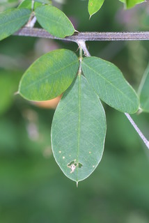 Lespedeza bicolor, leaf - on upper stem