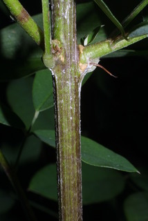 Lespedeza bicolor, stem - showing leaf bases