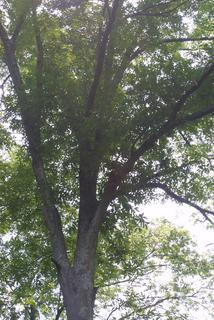 Carya cordiformis, whole tree or vine - general