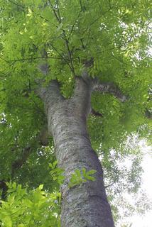Carya cordiformis, whole tree or vine - view up trunk