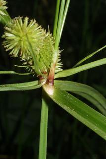 Cyperus echinatus, stem - showing leaf bases