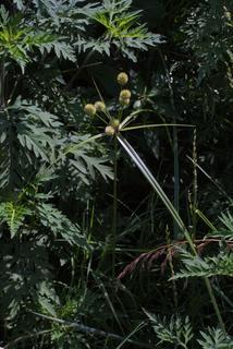 Cyperus echinatus, whole plant - in flower - general view
