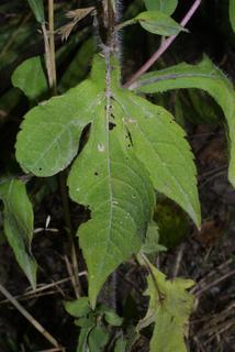 Rudbeckia triloba, leaf - basal or on lower stem