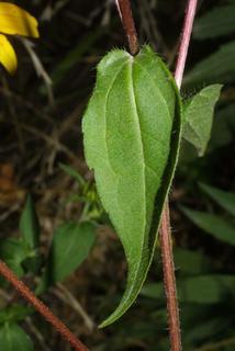 Rudbeckia triloba, leaf - on upper stem
