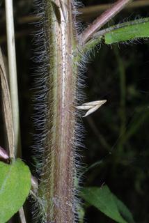 Rudbeckia triloba, stem - showing leaf bases
