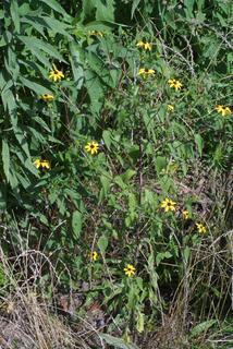 Rudbeckia triloba, whole plant - in flower - general view