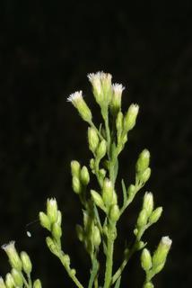 Conyza canadensis, inflorescence - lateral view of flower