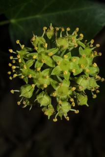 Hedera helix, inflorescence - frontal view of flower