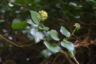 Hedera helix, inflorescence - whole - unspecified