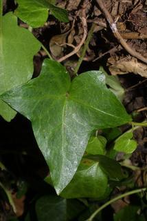 Hedera helix, leaf - whole upper surface