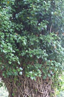 Hedera helix, whole tree or vine - general