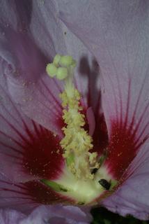Hibiscus syriacus, inflorescence - close-up of flower interior