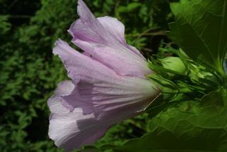 Hibiscus syriacus, inflorescence - lateral view of flower