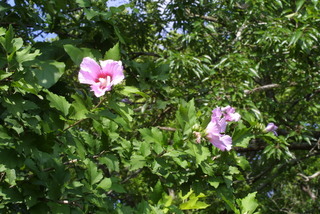 Hibiscus syriacus, inflorescence - whole - unspecified