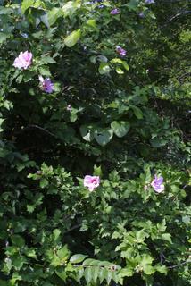 Hibiscus syriacus, whole tree or vine - general