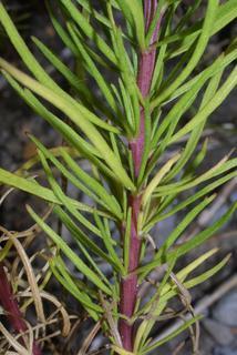 Helenium amarum, stem - showing leaf bases