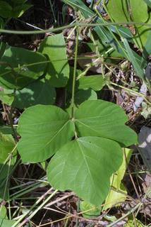 Pueraria montana, leaf - basal or on lower stem