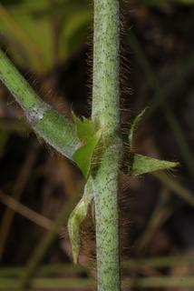 Pueraria montana, stem - showing leaf bases