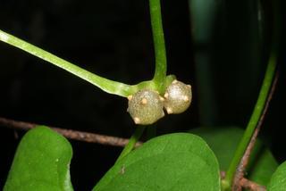 Dioscorea polystachya, stem - unspecified