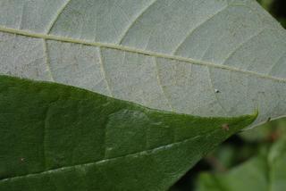 Nyssa aquatica, leaf - margin of upper + lower surface