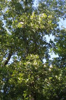 Quercus marilandica, whole tree or vine - general