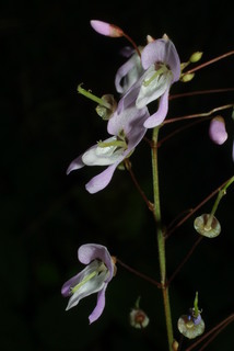 Desmodium nudiflorum, inflorescence - lateral view of flower