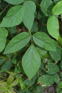 Desmodium nudiflorum, leaf - basal or on lower stem