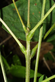 Desmodium nudiflorum, stem - showing leaf bases