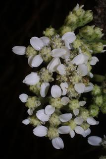 Verbesina virginica, inflorescence - frontal view of flower
