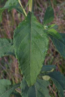 Verbesina virginica, leaf - basal or on lower stem