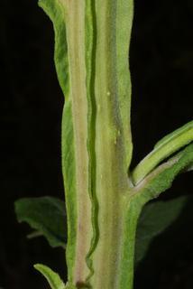 Verbesina virginica, stem - showing leaf bases