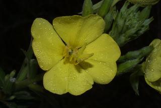 Oenothera biennis, inflorescence - frontal view of flower